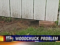 Woodchuck Problem