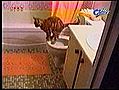 Chat qui fait caca aux toilettes