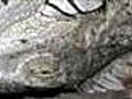 Iguana queda petrificada en EE UU por el frío