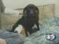 RAW: Dog Nurses Orphaned Kittens (1:18)