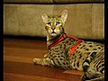 $22,000 Cat