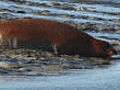 Rusty seals