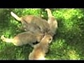 Mamma Cat,  Kittens and Friends Having a Picnic