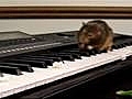 Hamsters Can’t Play The Piano