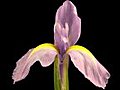 Time-lapse Of Growing Blue Iris Flower 6 Isolated Black Front Stock Footage