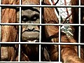 Whistling Orangutan