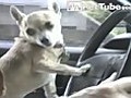 Chihuahuas at the Wheel - PetTube.com
