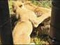 El hombre que vive con leones
