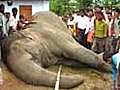 Elephant found dead at Assam tea estate