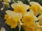 How To Grow Daffodils