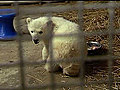 Raw Video: Rescued polar bear sent to Kentucky