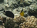 Snorkelling at Reef Oasis Blue Bay Hotel,  Sharm El Sheikh