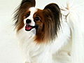 Dogs 101: Papillion