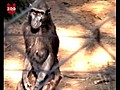 Monkey Walks Like A Human