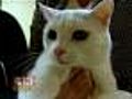 Rescue Cat Finds Plenty Of Love At Nursing Home