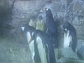 Nacen en el Oceanográfico cuatro pingüinos de Papúa y cinco leones marinos