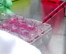 Government stems embryo use despite potential treatments