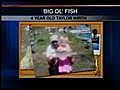 Big Ol&#039; Fish: A 4-Year-Old Shows Off Prize Catch