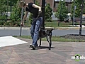 Dog Leash Training - Teaching a Hand Target