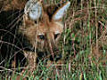 Maned wolf hunt