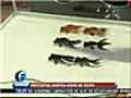 Protestan contra show de peces en China