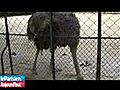 Balade estivale à la Ménagerie du jardin des plantes