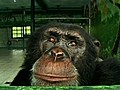 Chimpanzee Quits Smoking