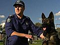 Police dog and handler assaulted
