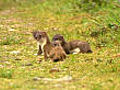 Stoatally fabulous