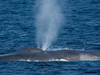 Searching For Blue Whales