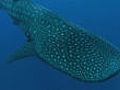 Whale shark feeding