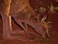 Hungry &#039;roos plague outback town