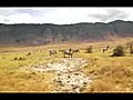 The zebras,  Ngorongoro, november 2010