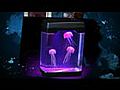 Jelly Fish Tank Malibu Aquarium Service