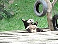 Dancing Panda