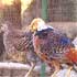 Illegal act: Rare birds found on Punjab CM’s farm
