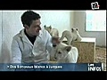Naissance de lions blancs à Jurques