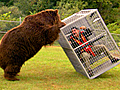 Brown Bear Attack