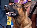 High-Priced Security Dogs&#039; Skills Impress