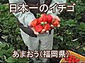 日本一のイチゴ
