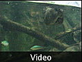 db) Platypus playing in the aquarium - Sydney, Australia