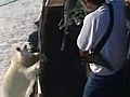 Incontro ravvicinato con un orso polare