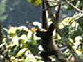 Quest: Expedition Borneo: Gibbons Crash the Canopy