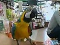 Parrot Barking at dog?