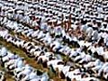 Human dominoes world record set in Inner Mongolia