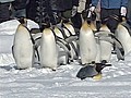 Penguins parade in Japan