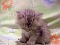 超可爱打瞌睡的猫猫