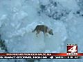Dog rescued from chunk of ice on Baltic Sea