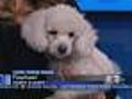 Furry Friend Finder: Raphael