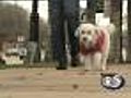 One doctor prescribes dogs for exercise